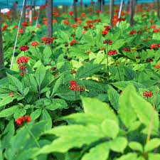 17 Medicinal Health Benefits Of Panax (Ginseng) Panax (Ginseng