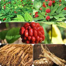 17 Medicinal Health Benefits Of Panax (Ginseng) Panax (Ginseng