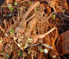 17 Medicinal Health Benefits Of Panax (Ginseng) Panax (Ginseng