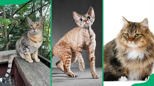 Complete List of Exotic Cat Breeds