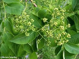 Phellodendron amurense (Amur Cork Tree)