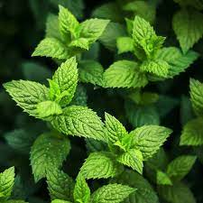 18 Medicinal Health Benefits Of Patchouli Medicinal Health Benefits Of Patchouli