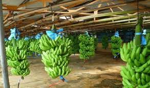 Things to Consider when Selecting a Site for Plantain Farming Business