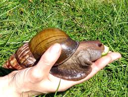 Benefits of Snail Farming Business (Heliculture) Benefits of Snail Farming Business (Heliculture)