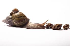 Advantages of Snail Farming or Snail Rearing