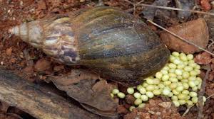 Things to know about Snails and Snail Farming Business