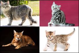 The Different Types of Tabby Cats