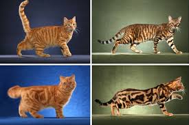 The Different Types of Tabby Cats