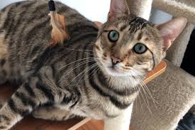 Bengal Cat Adoption Guide and Procedure