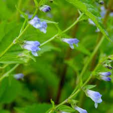Scutellaria barbata (Barbat Skullcap)