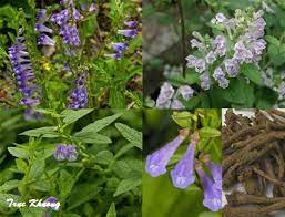 16 Medicinal Health Benefits Of Scutellaria barbata (Barbat Skullcap) Scutellaria barbata (Barbat Skullcap)