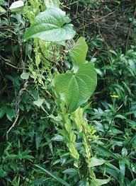 16 Medicinal Health Benefits Of Stemona tuberosa (Baishao) Stemona tuberosa (Baishao)