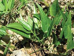 16 Medicinal Health Benefits Of Stemona tuberosa (Baishao) Stemona tuberosa (Baishao)