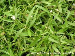 Scleromitrion diffusum (Spreading Diamond Flower)