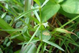 Scleromitrion diffusum (Spreading Diamond Flower)