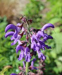 16 Medicinal Health Benefits Of Salvia miltiorrhiza (Danshen) Salvia miltiorrhiza (Danshen)