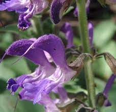 16 Medicinal Health Benefits Of Salvia miltiorrhiza (Danshen) Salvia miltiorrhiza (Danshen)