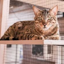 Bengal Cat Adoption Guide and Procedure