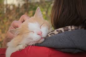 15 Most Affectionate Cat Breeds for You