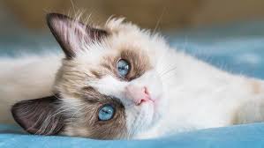 15 Most Affectionate Cat Breeds for You