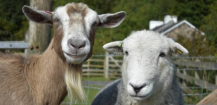 Scrapie in Sheep and Goats: Description, Damages Caused, Control and Preventive Measures