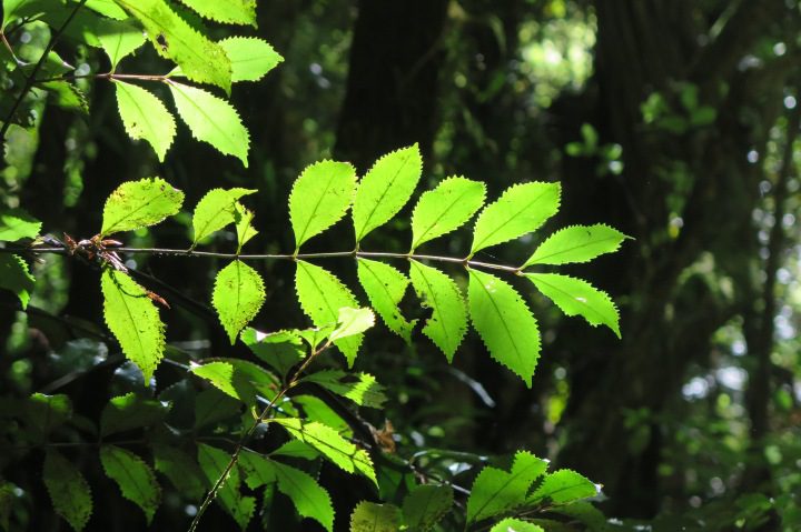 16 Medicinal Health Benefits Of Laurelia novae-zelandiae (Pukatea) Laurelia novae-zelandiae (Pukatea)