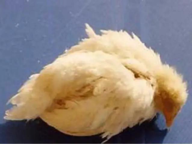 La Maladie de Gumboro chez les Volailles: Symptômes et Prévention