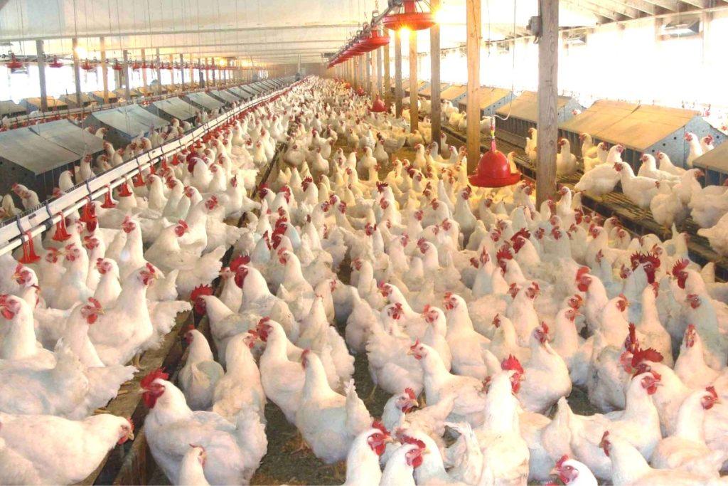 How to Make Good Money from Africa’s love of Poultry Chicken and Eggs