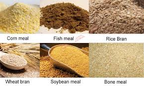 Niveaux d'alimentation des poissons-chats à une température de l'eau de 25 à 26 °C