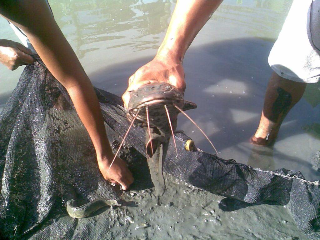 The Best Between Local Catfish Feed and Foreign Feed