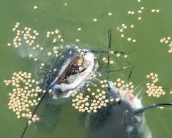 The Best Between Local Catfish Feed and Foreign Feed