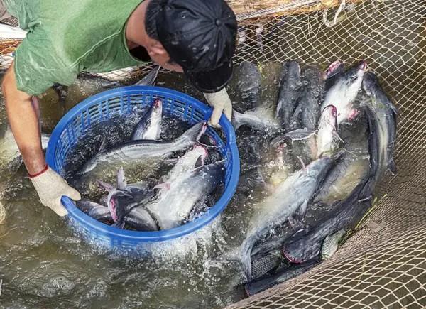 The Best Between Local Catfish Feed and Foreign Feed
