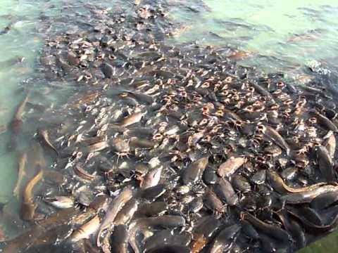 The Best Between Local Catfish Feed and Foreign Feed