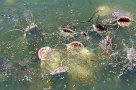 The Best Between Local Catfish Feed and Foreign Feed