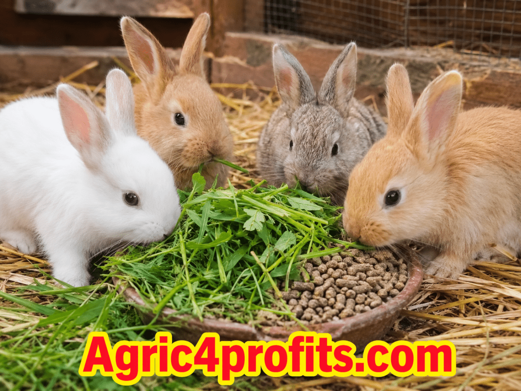 How to Care for Newly Weaned Rabbits Properly - Agric4Profits
