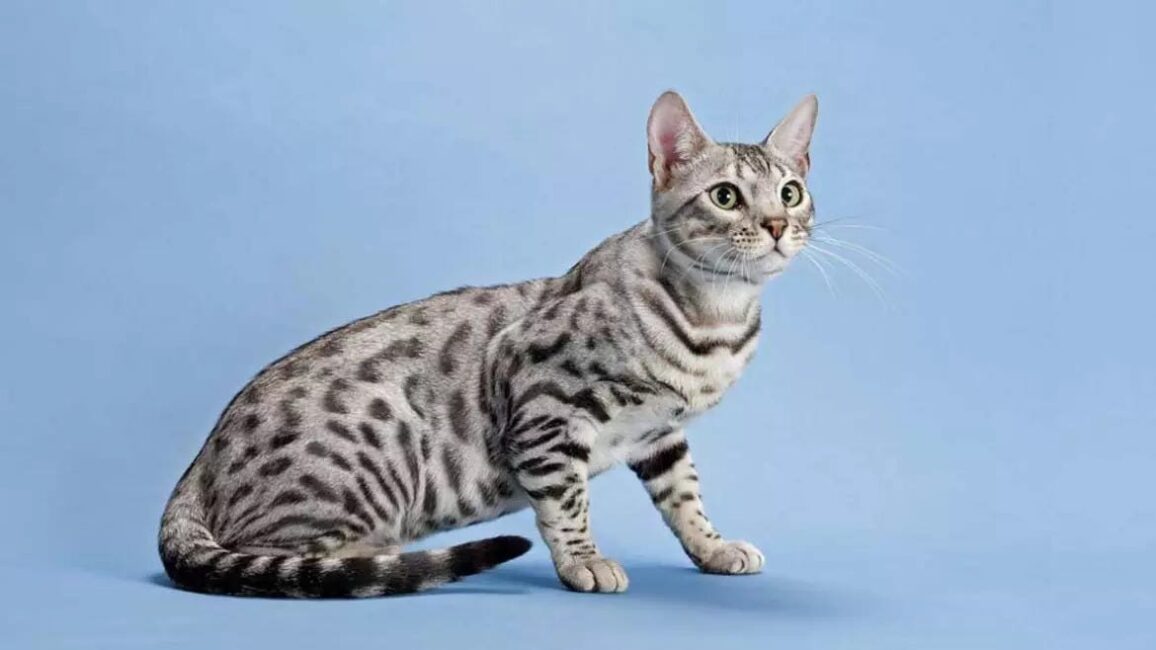 Serengeti Cat Breed Description and Complete Care Guide