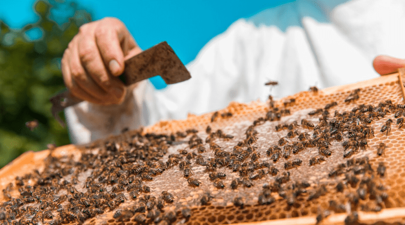 Is Backyard Beekeeping Safe?