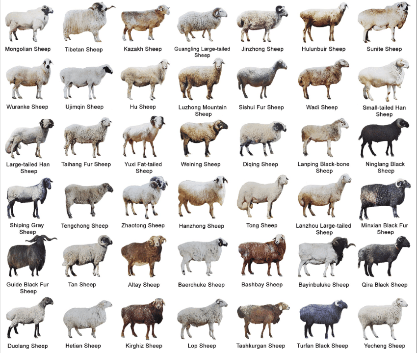 Breed Characteristics for Selecting Sheep - Agric4Profits