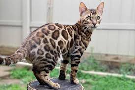 Where and How to Find Bengal Cat Breeders around You