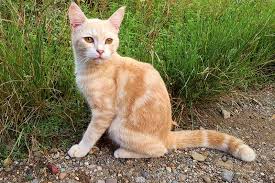 Javanese Cat Breed Description and Care Guide