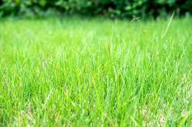 Zoysia Grass Complete Growing and Care Guide