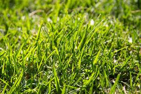 St Augustine Grass Complete Growing and Care Guide