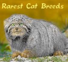 List of Rare Cat Breeds and their Characteristic Features