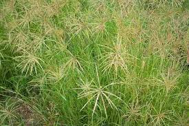 How to Grow and Care for Rhodes Grass (Chloris gayana Kunth)