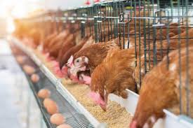 How to Make Good Money from Africa’s love of Poultry Chicken and Eggs