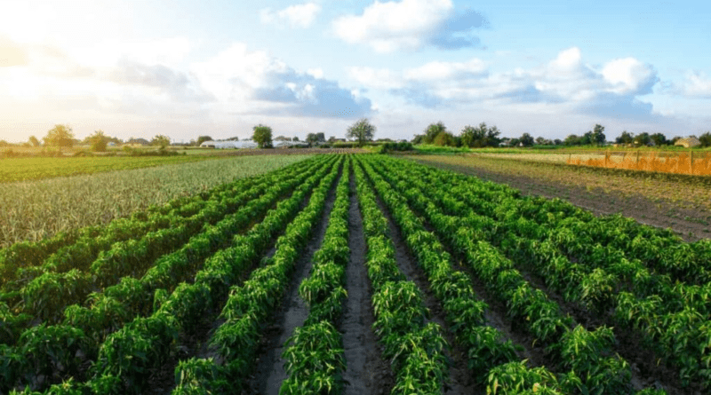 Measures of Improving Field Crop Production