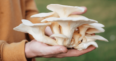 The Marvels of Mushrooms: From Culinary Delights to Medicinal Wonders