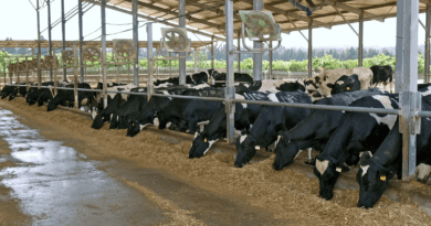 The Space Required to Embark on Ruminant Farming