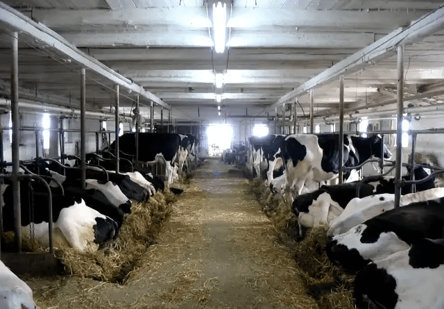 Recommended Housing Design for Ruminant Animals