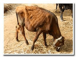 Importance of a Sick Bay in a Ruminant House